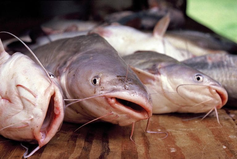 Fish Farmers