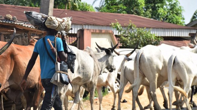 herdsman - Miyetti Allah