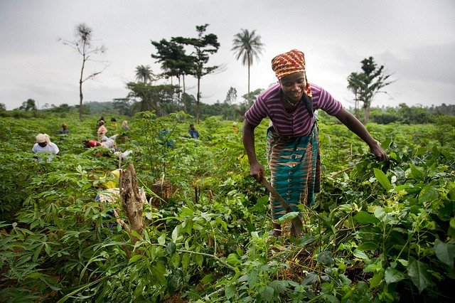 Smallholder farmers - PIND