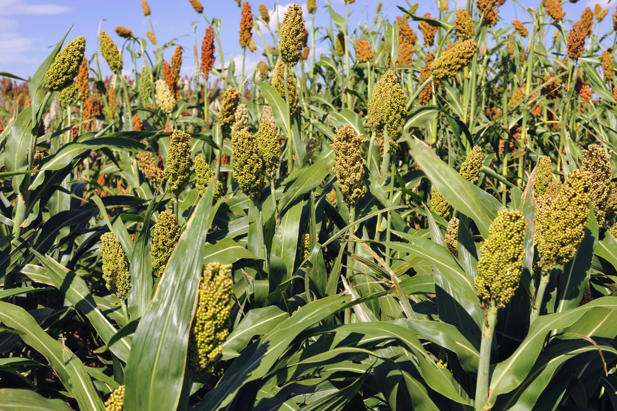 Sorghum farming - Kano farmers