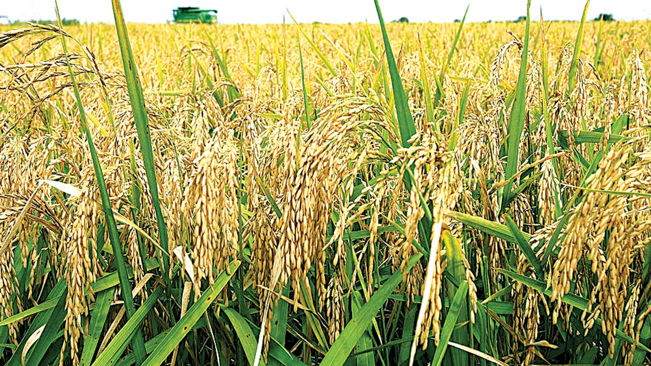 Wheat production